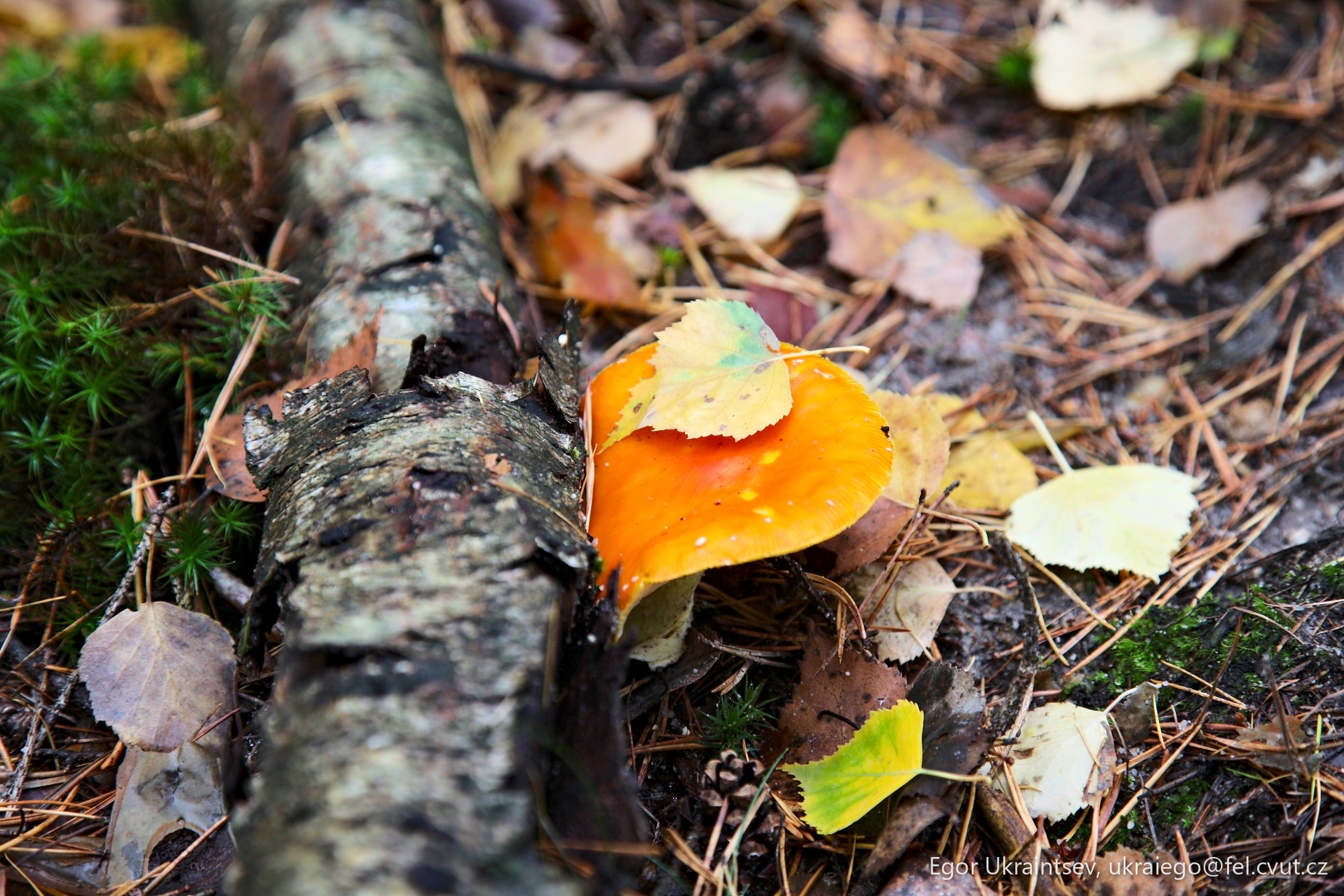 Orange mushroom on the forest