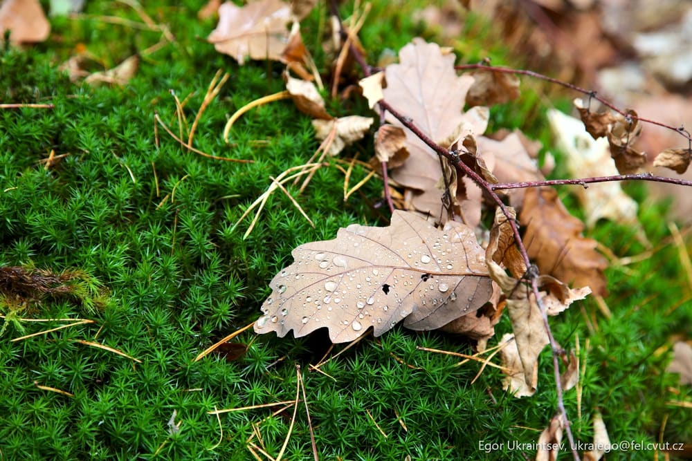 Leaf on a moss