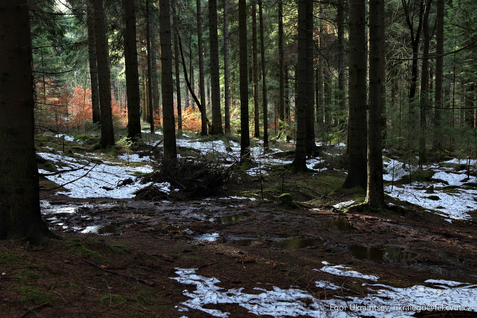 Forest with snow