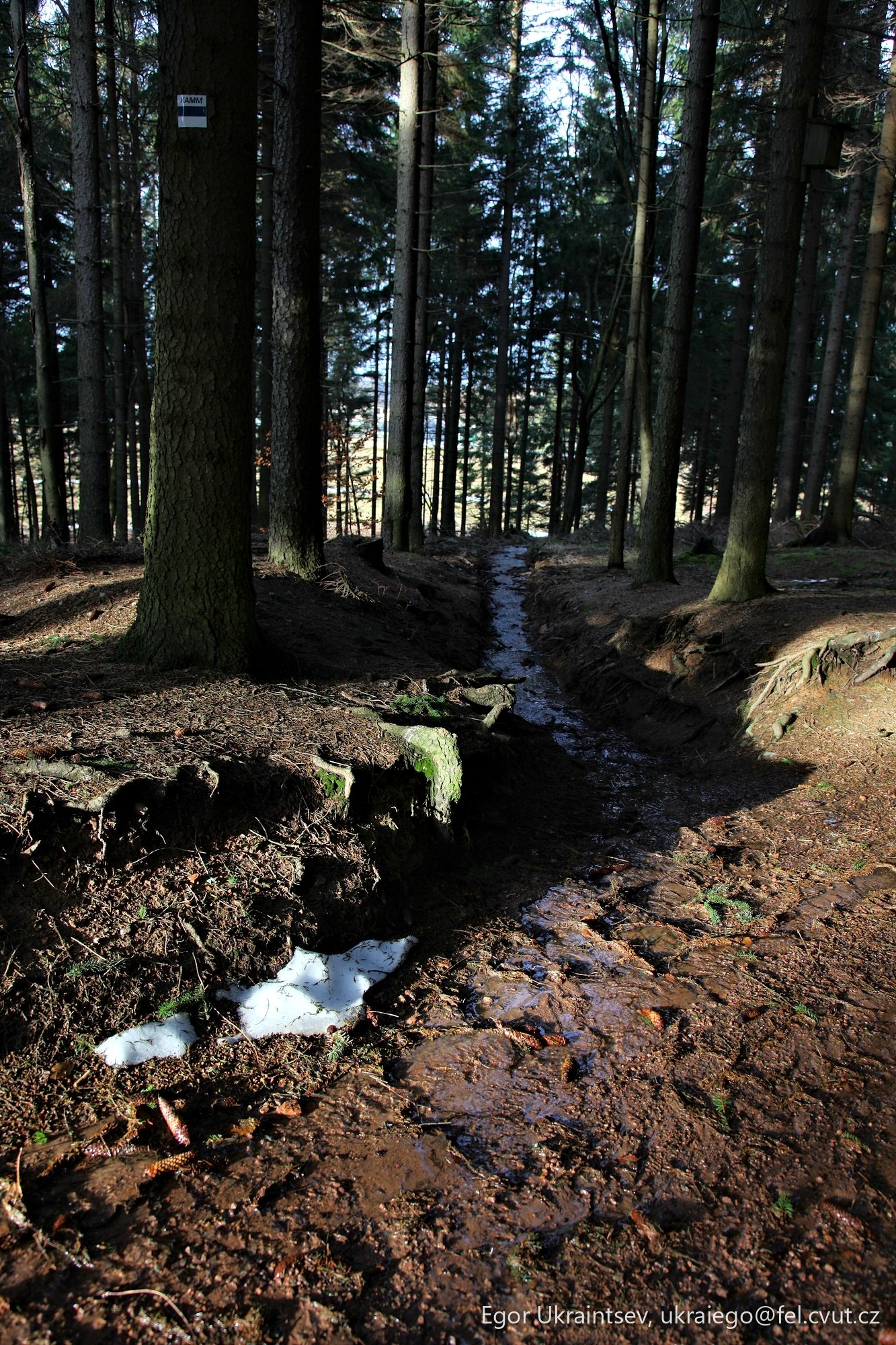 Stream in the woods