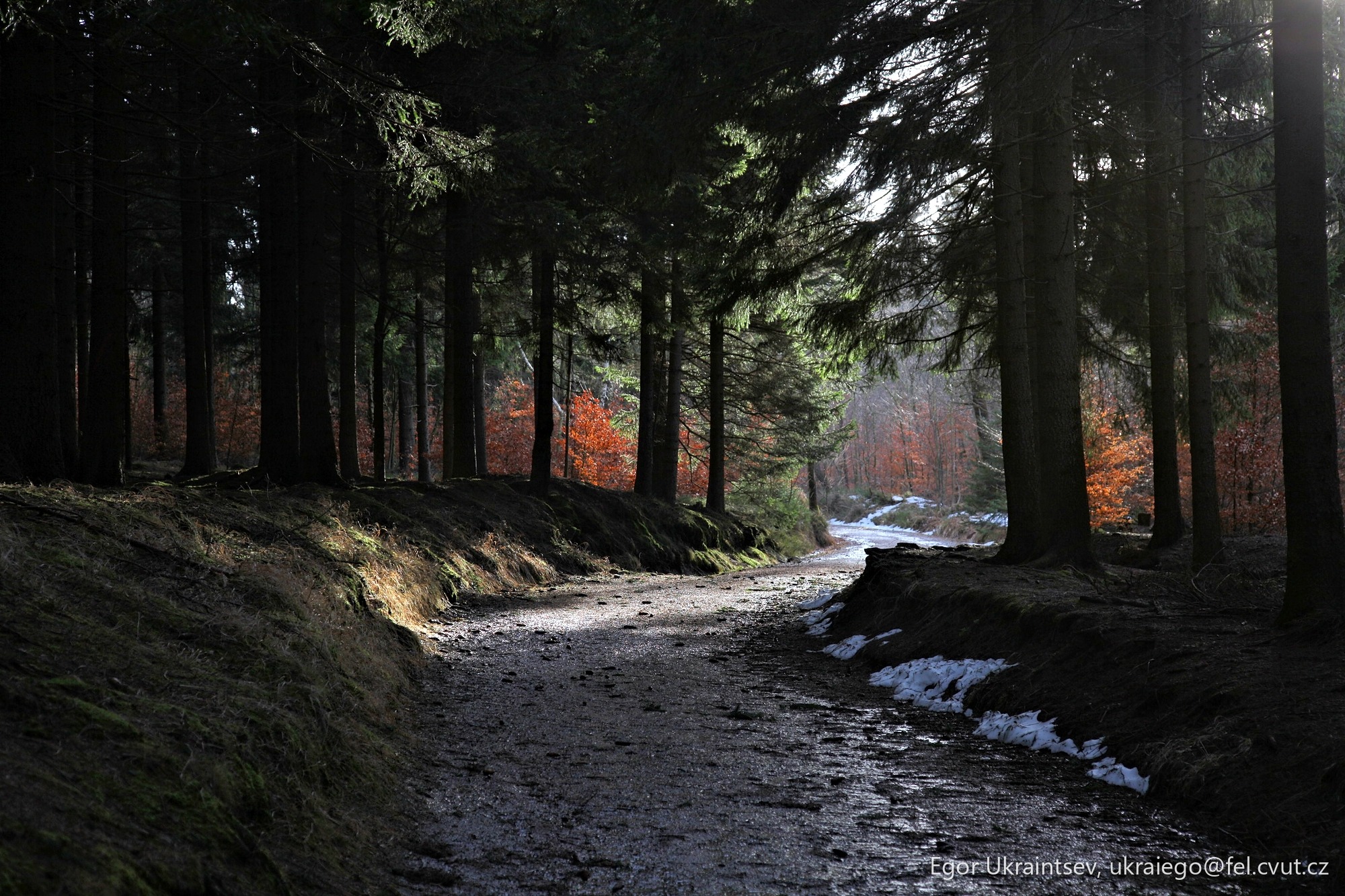 Path in the woods
