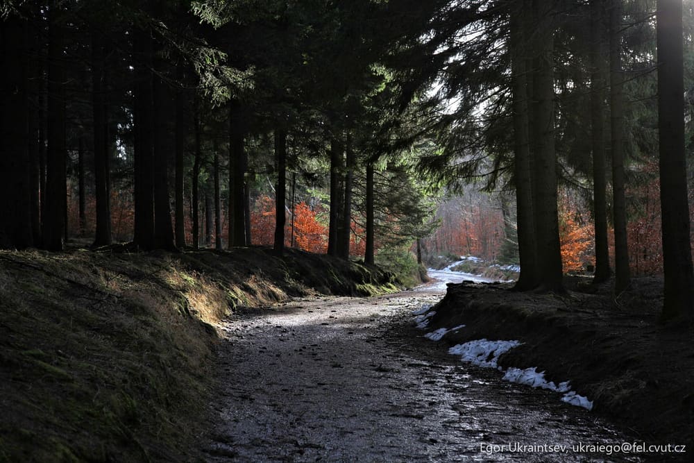 Path in the woods