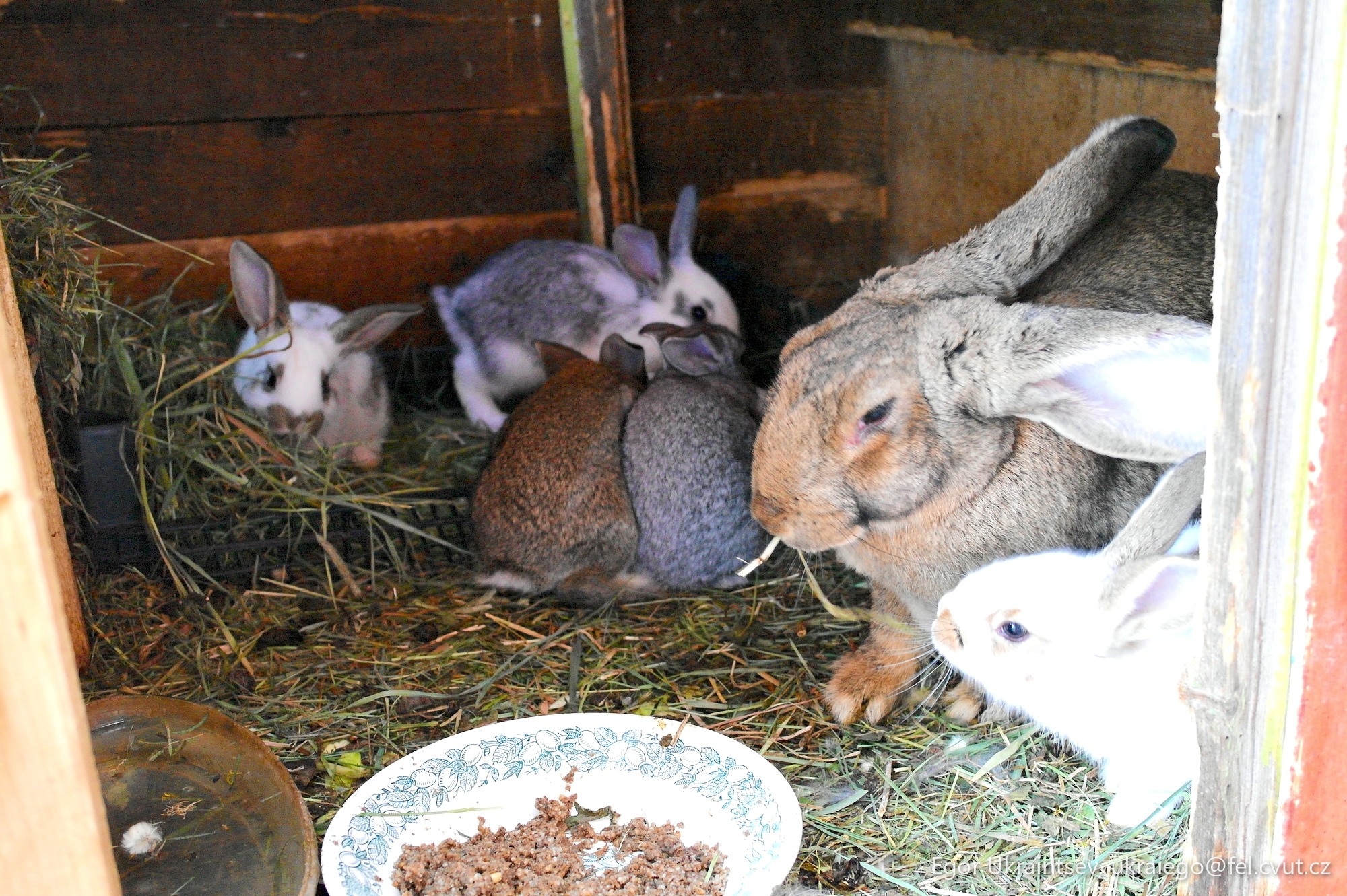 Rabbits in a barn