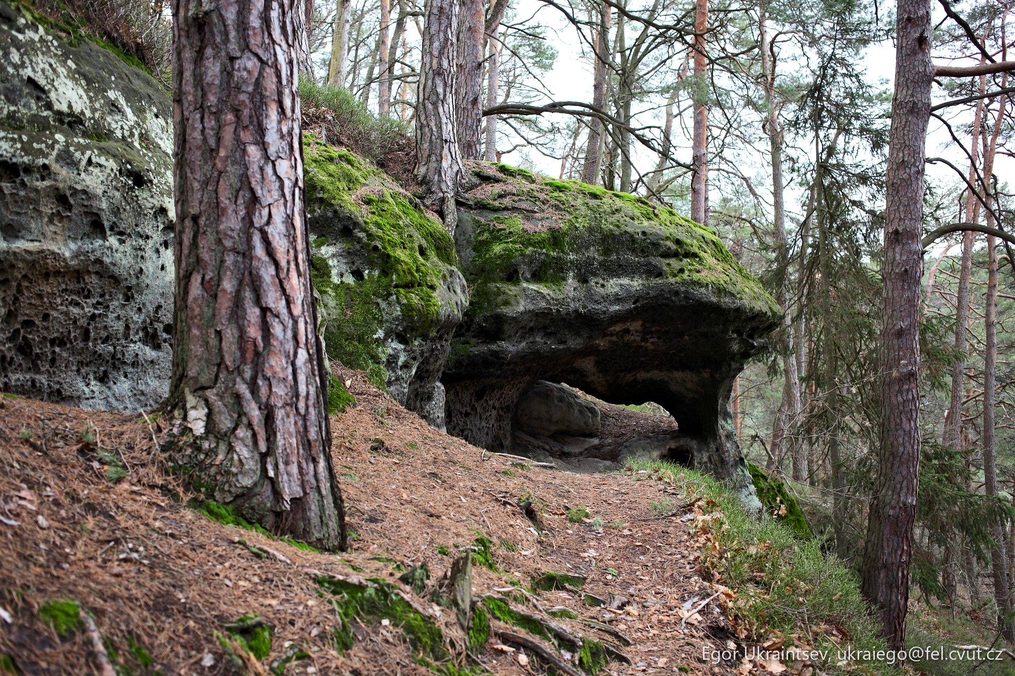 Rock formation in a forest