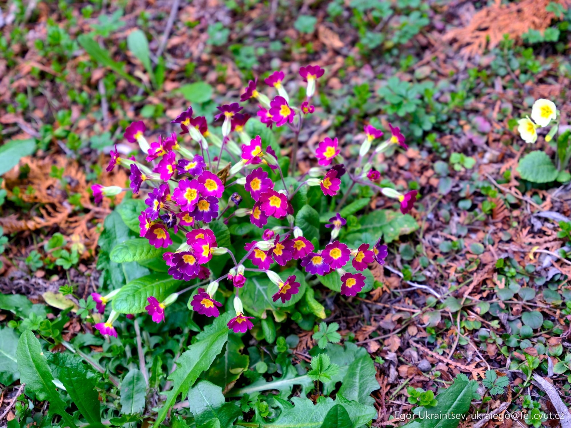 Purple flowers growing