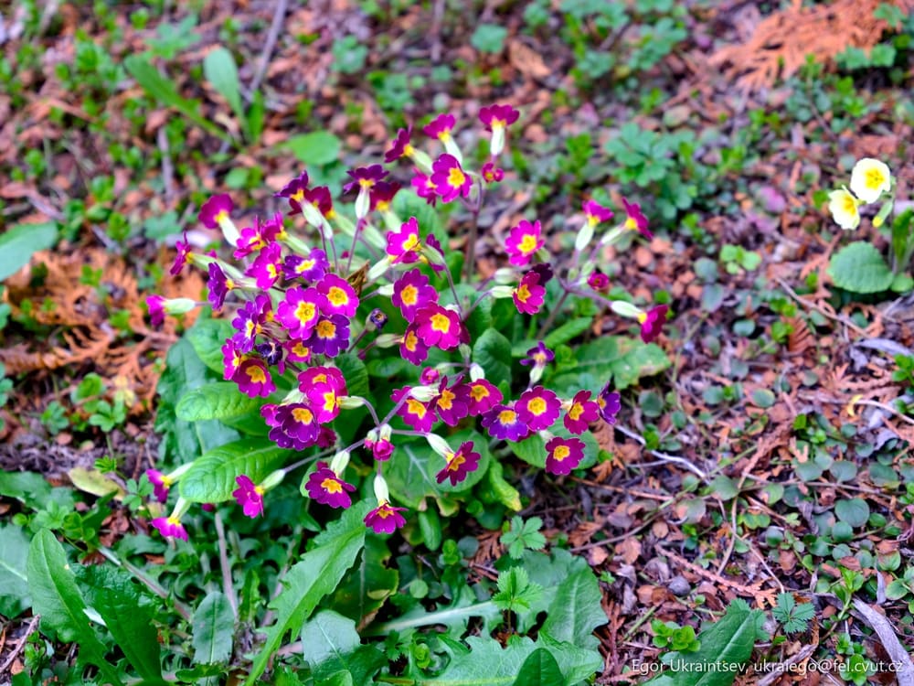 Purple flowers growing
