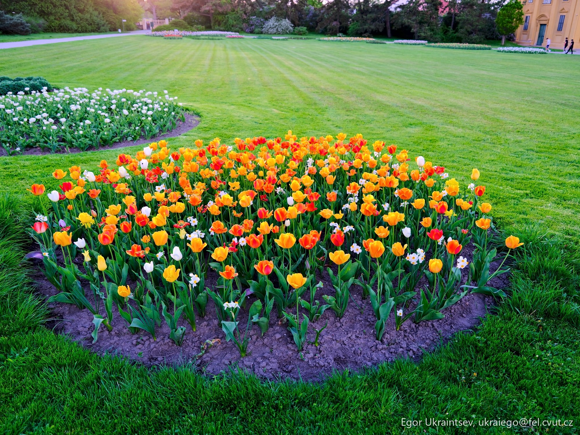 Tulipliplipliplipliplipliplipliplipliplipliplipliplipliplipliplipliplip