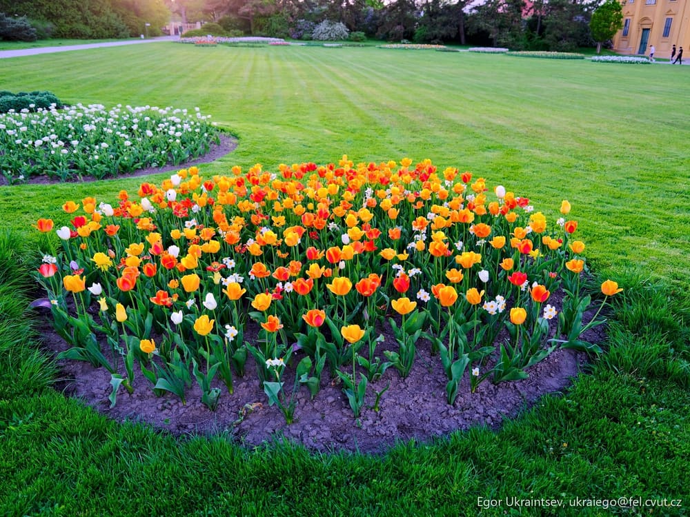 Tulipliplipliplipliplipliplipliplipliplipliplipliplipliplipliplipliplip