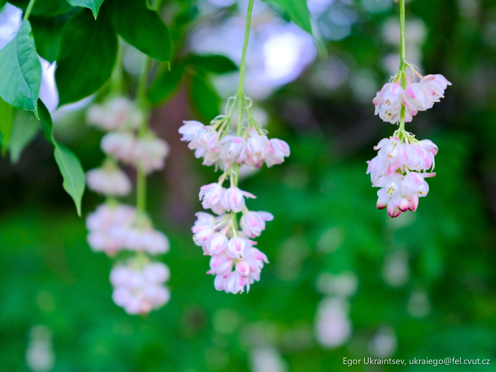 Pink and white flowers hanging