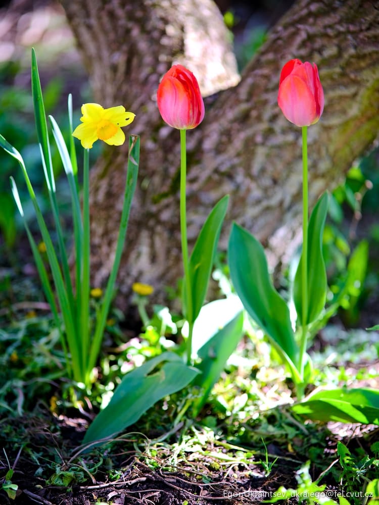 Red and yellow tulips