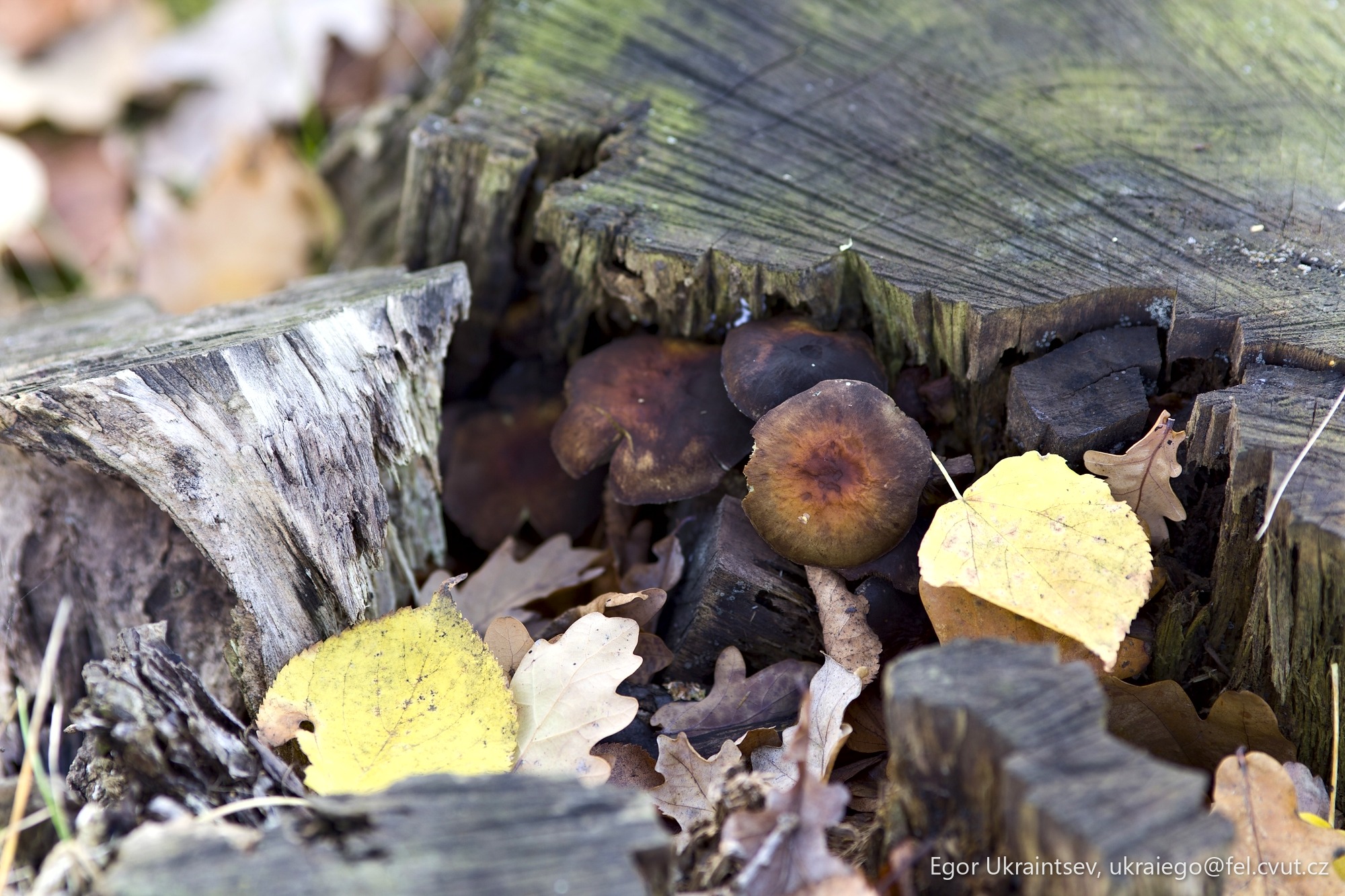 Fallen leaves on the ground