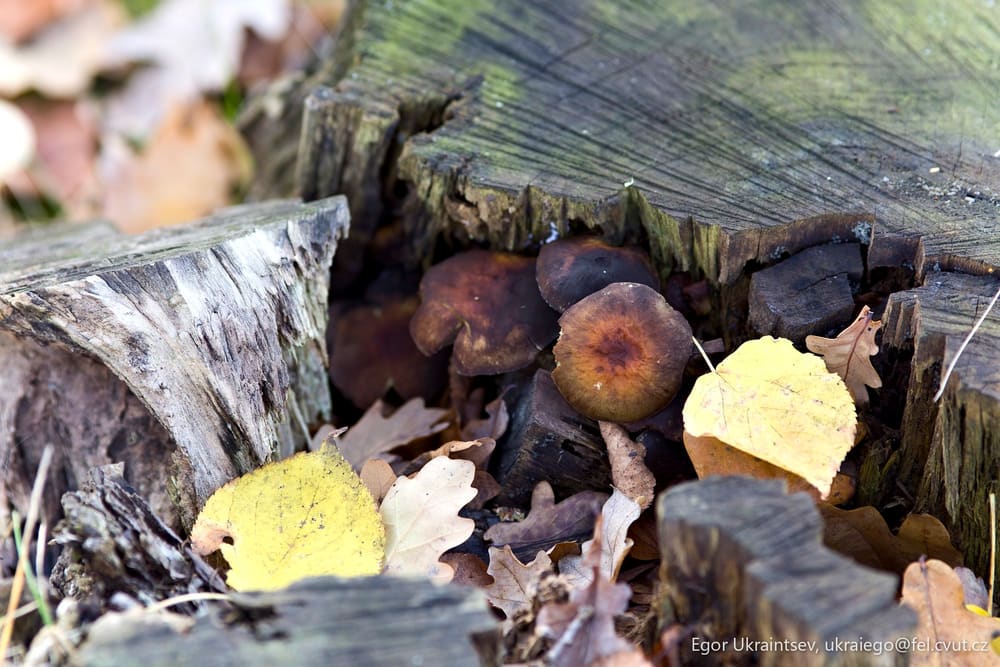 Fallen leaves on the ground