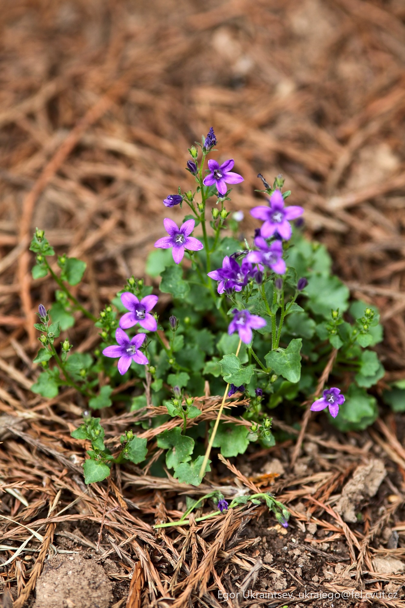 Small purple flowers growing