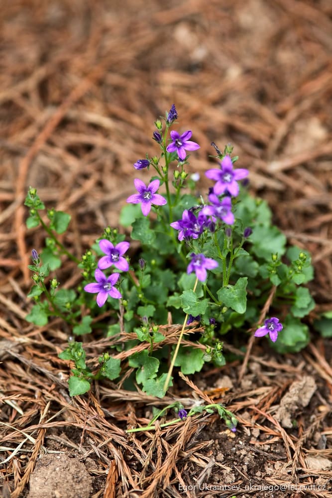 Small purple flowers growing