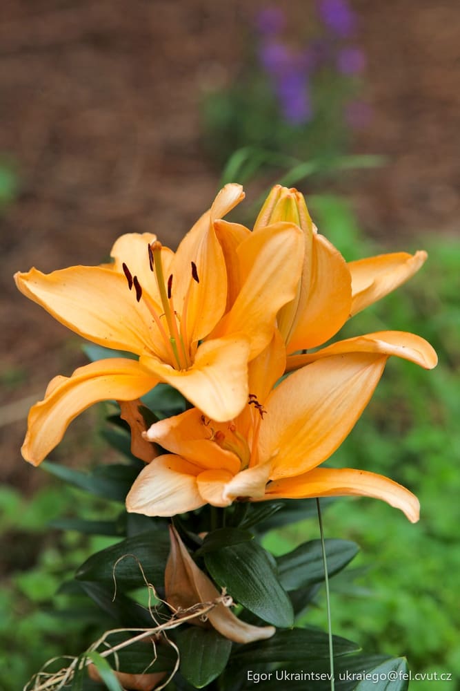 Yellow flower in a garden