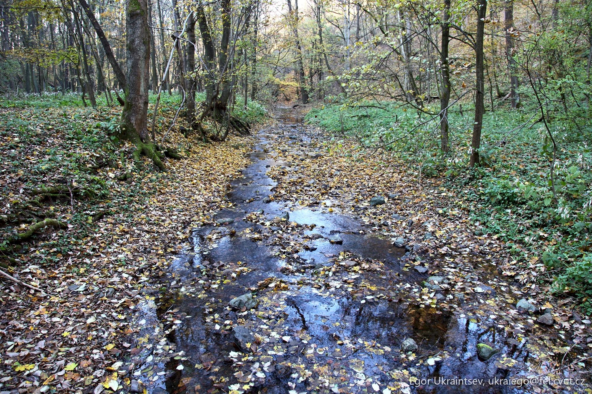 Creek in the woods