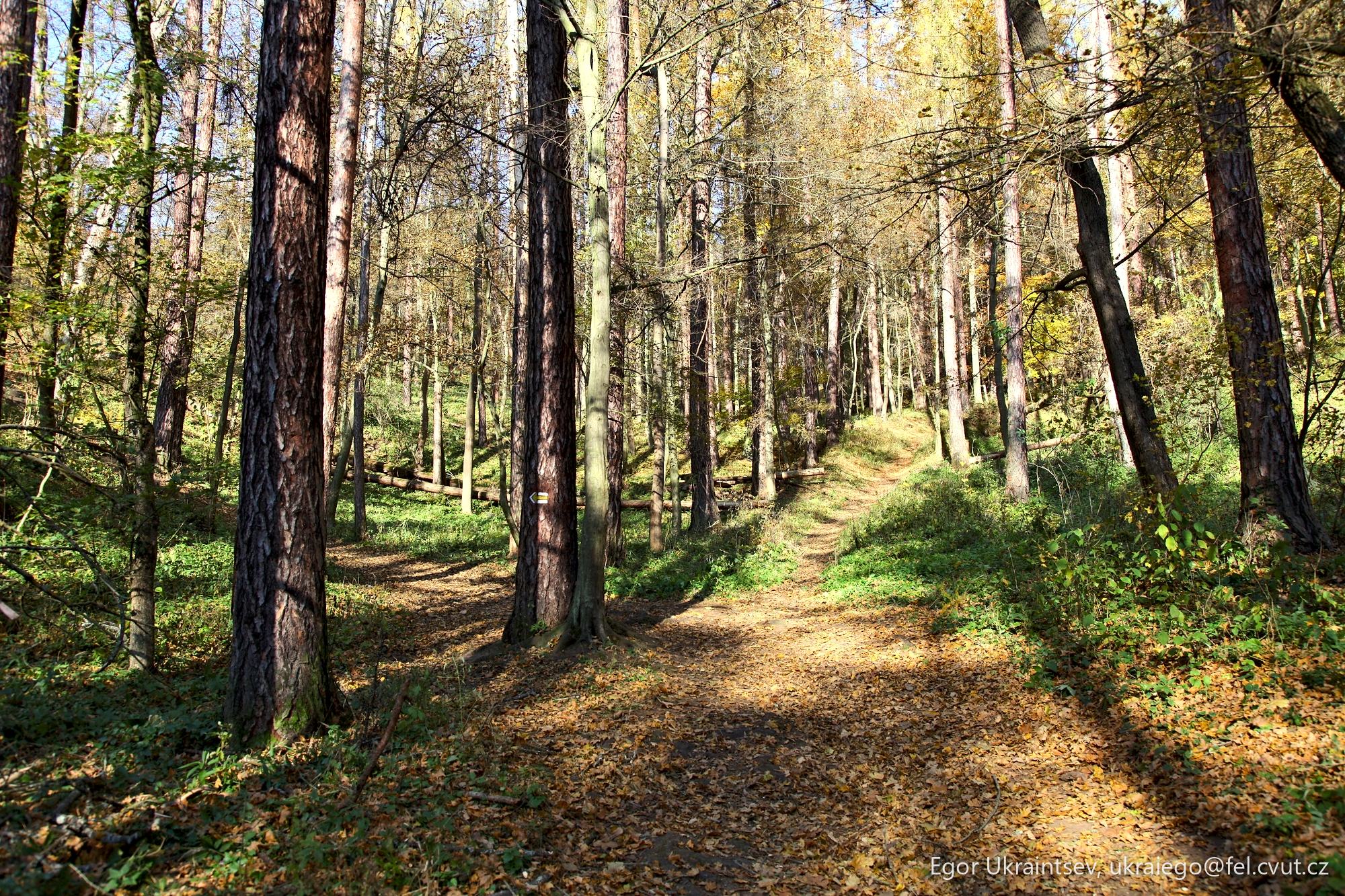Forest path in the fall