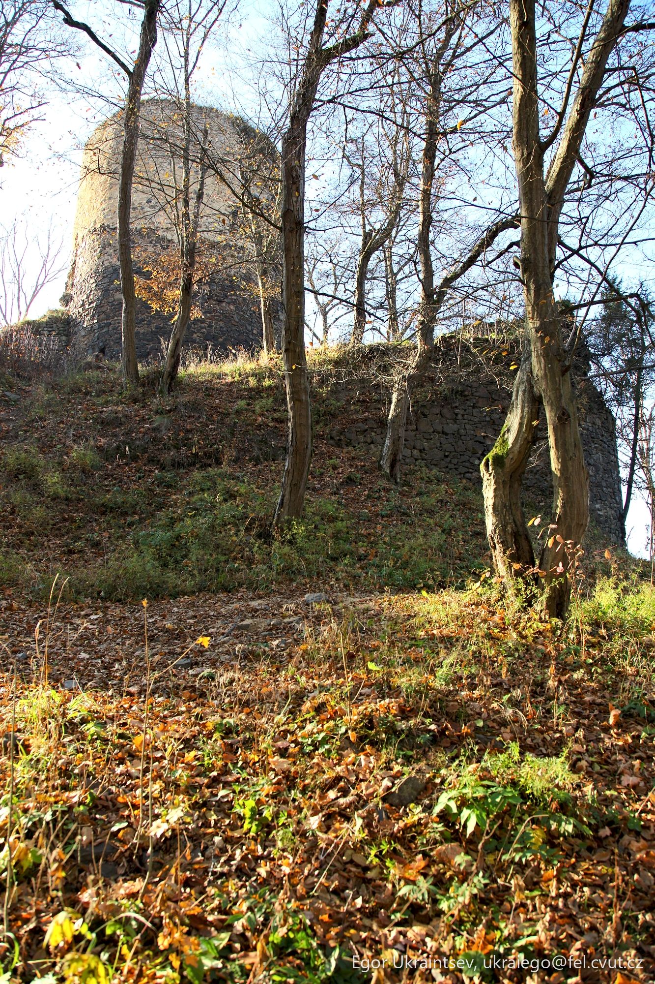 Forest with trees and rocks
