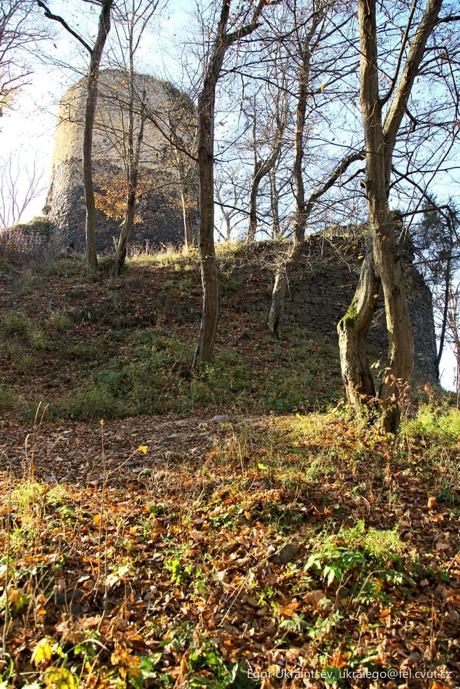 Forest with trees and rocks