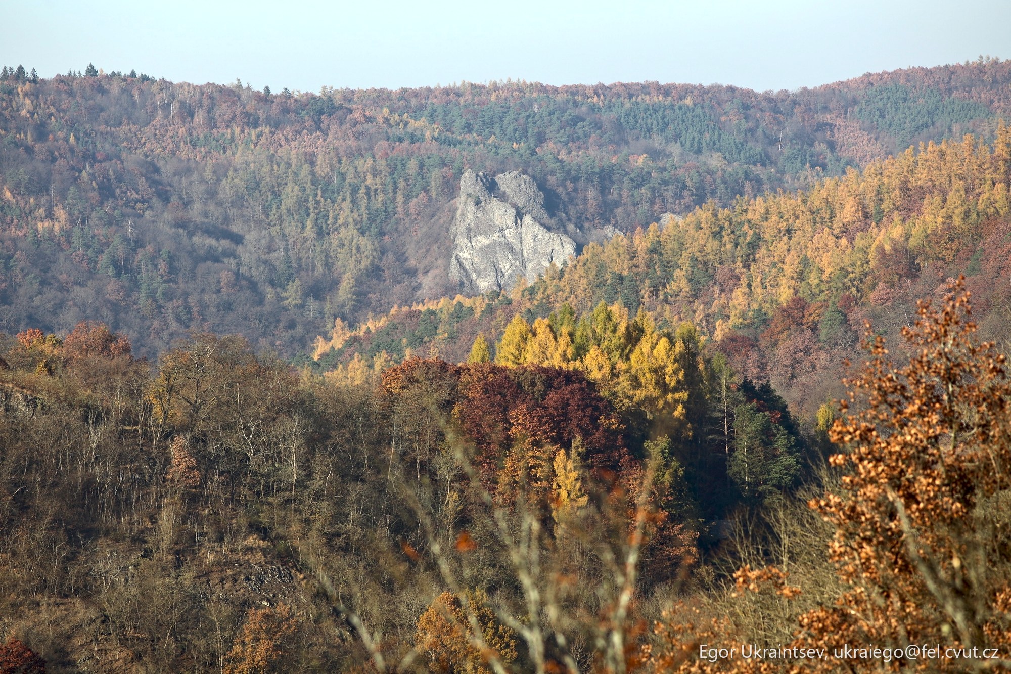 Forest with a rock