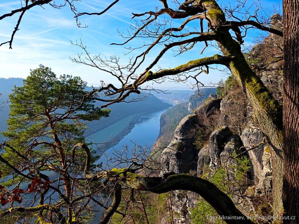 Tree on a cliff