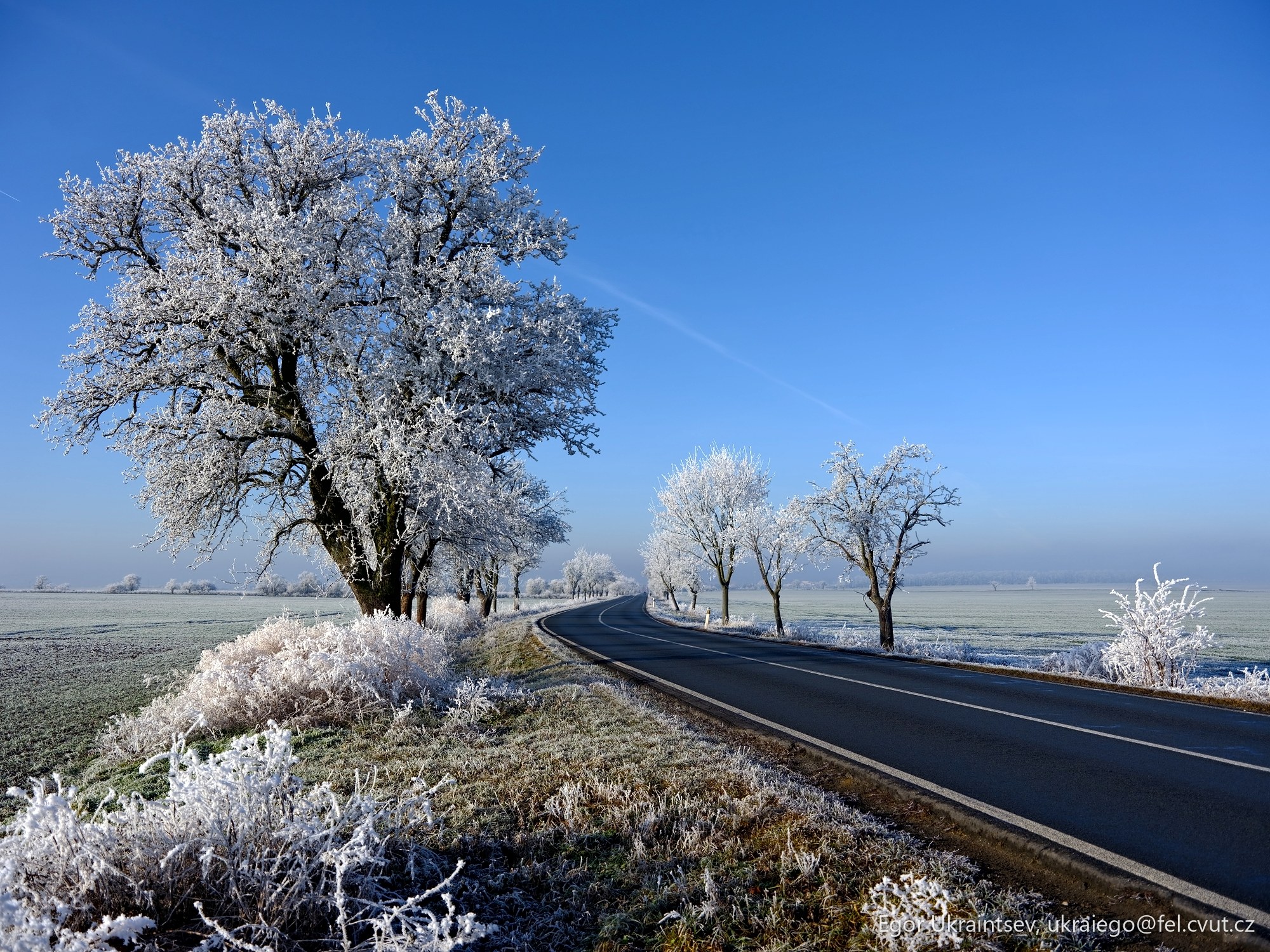 Frosty trees along a road