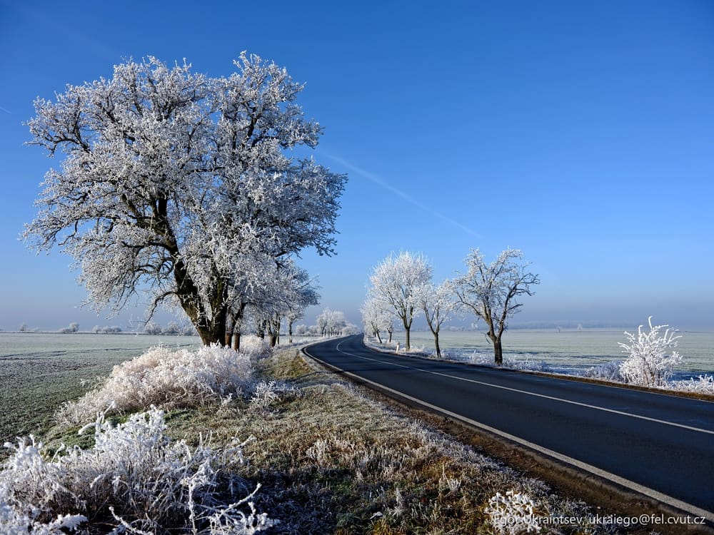 Frosty trees along a road