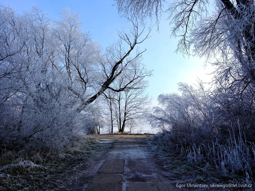 Frosty trees on a path