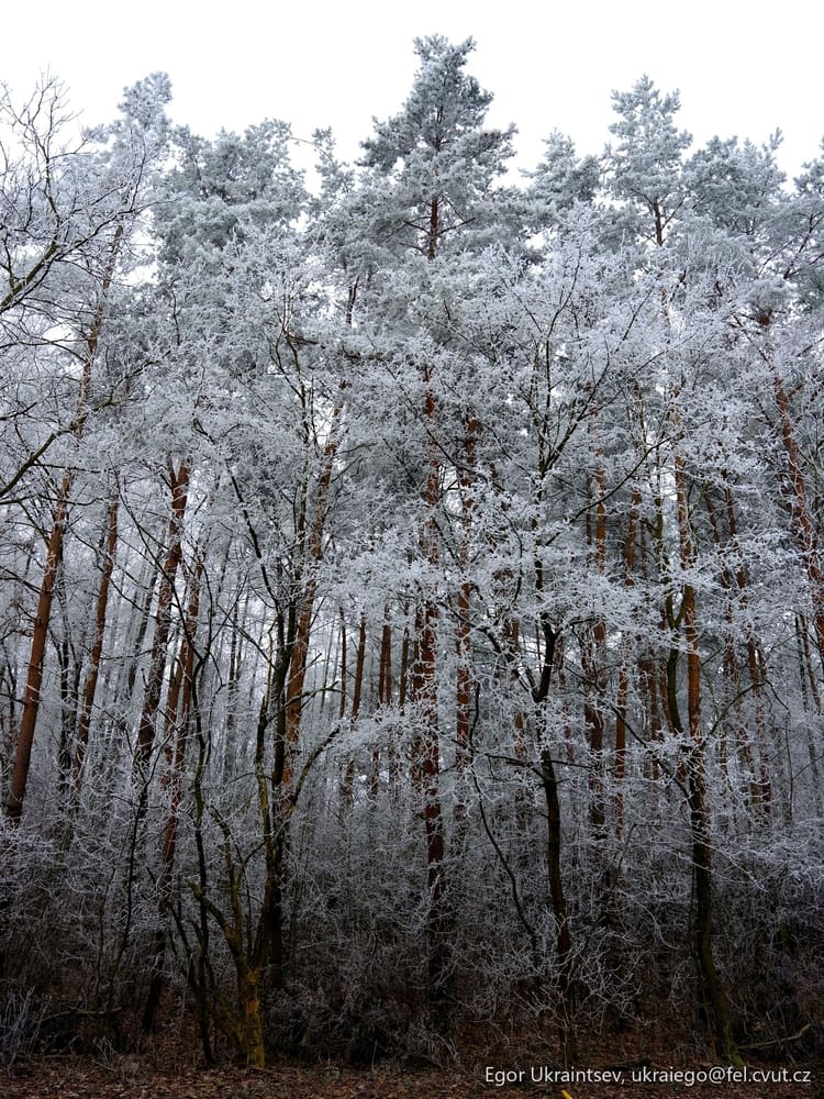 Trees covered in snow