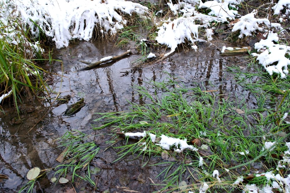 Puddle in the snow