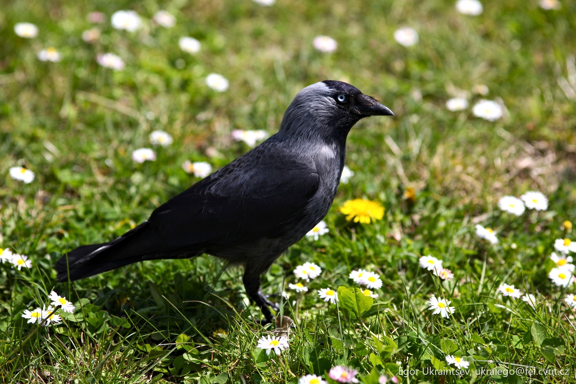 Black bird in a field