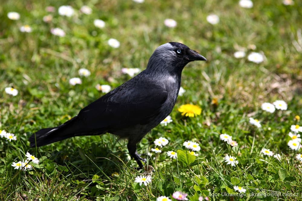 Black bird in a field