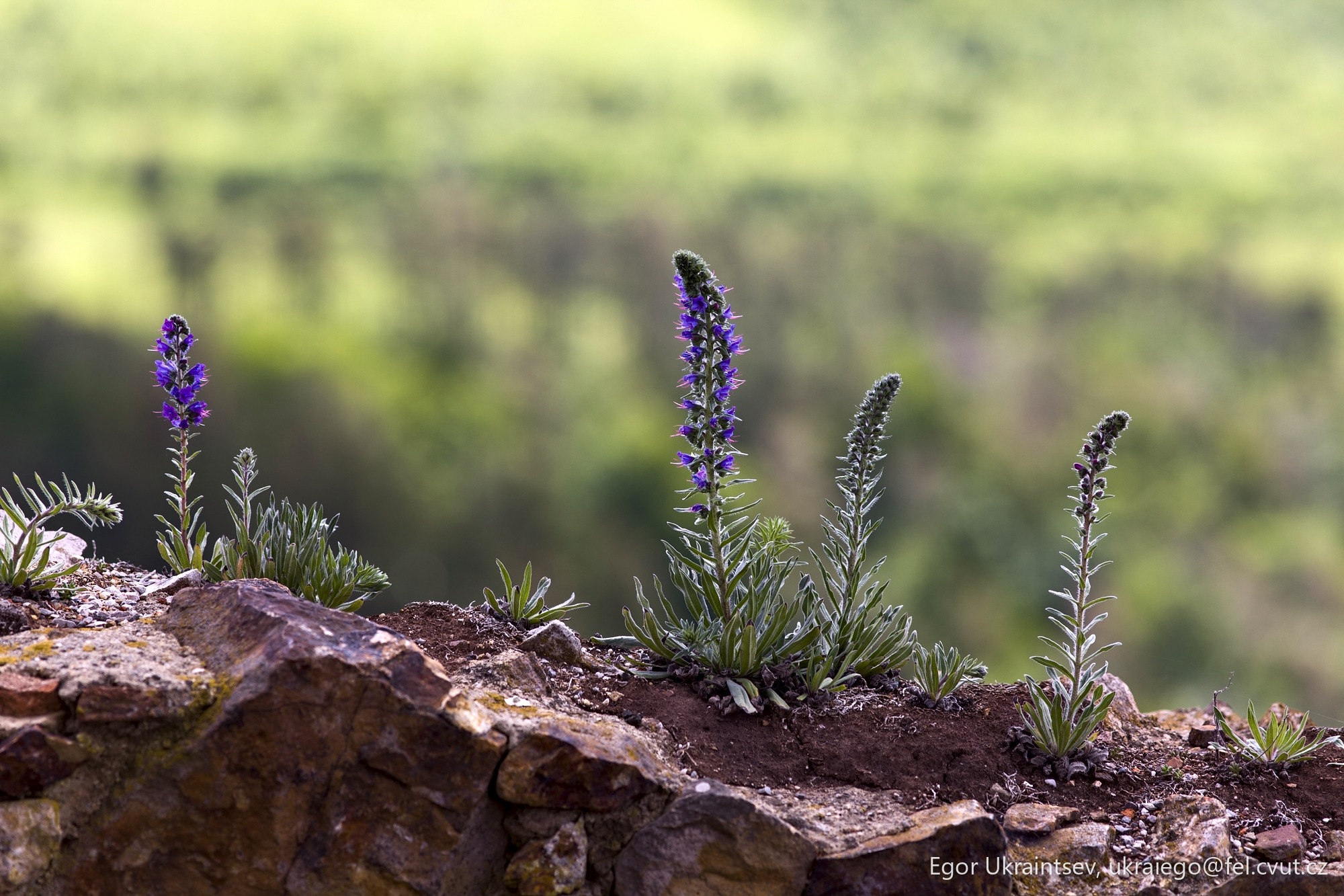 Purple flowers growing