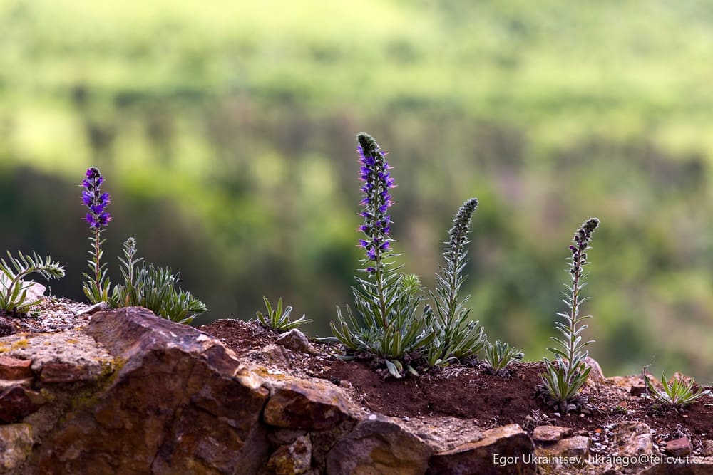 Purple flowers growing