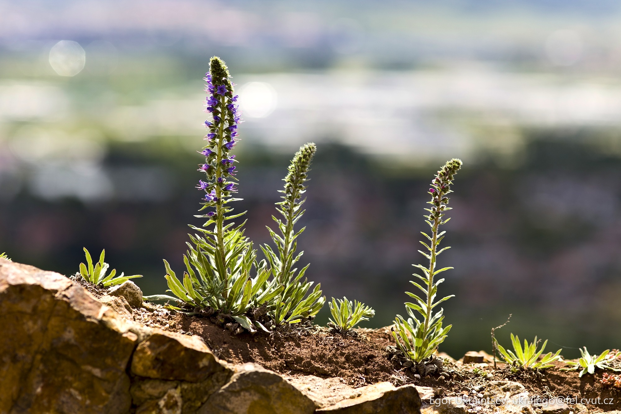 Flowers growing on a rock