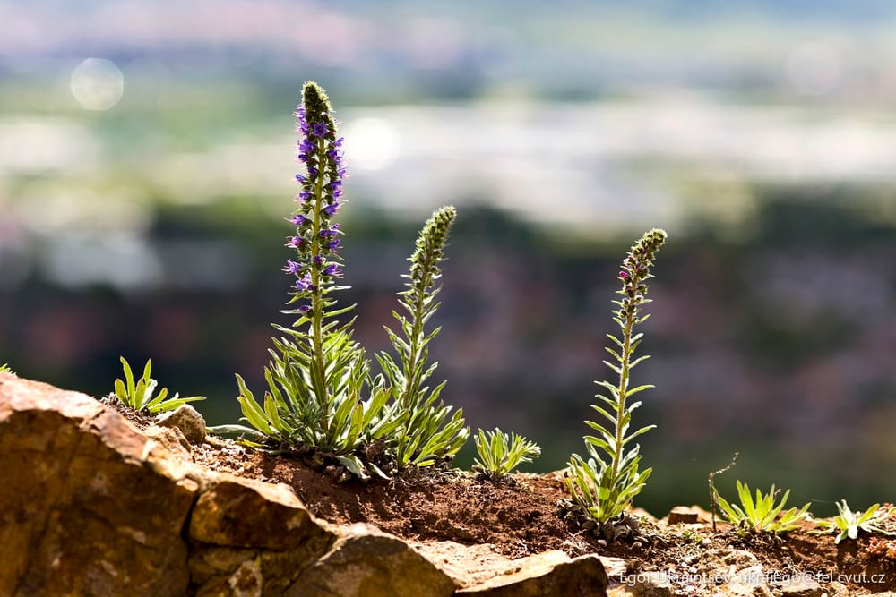 Flowers growing on a rock