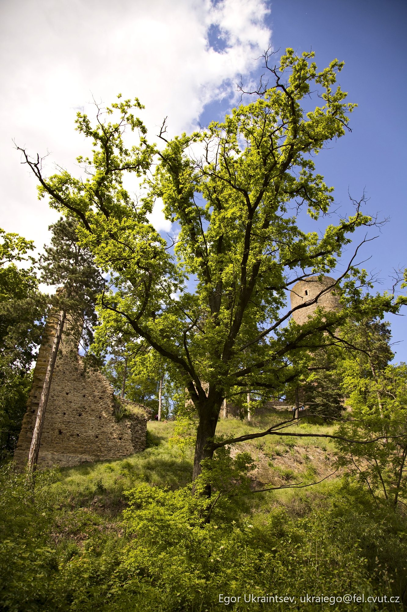 Tree in front of a castle