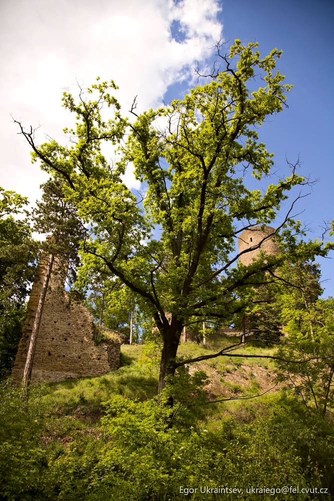 Tree in front of a castle