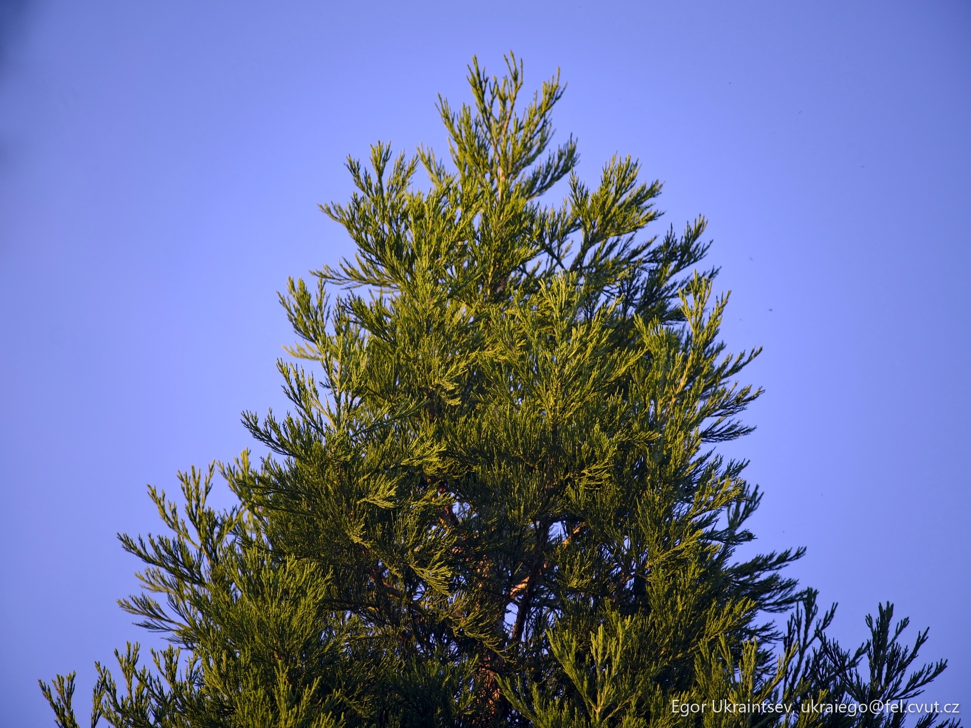 Bird sitting on top of a tree