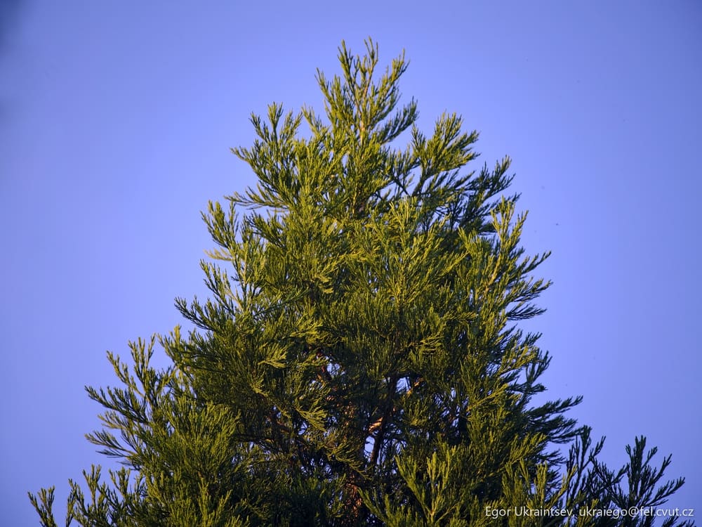 Bird sitting on top of a tree