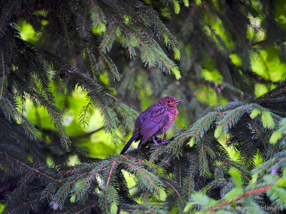 Bird in a tree
