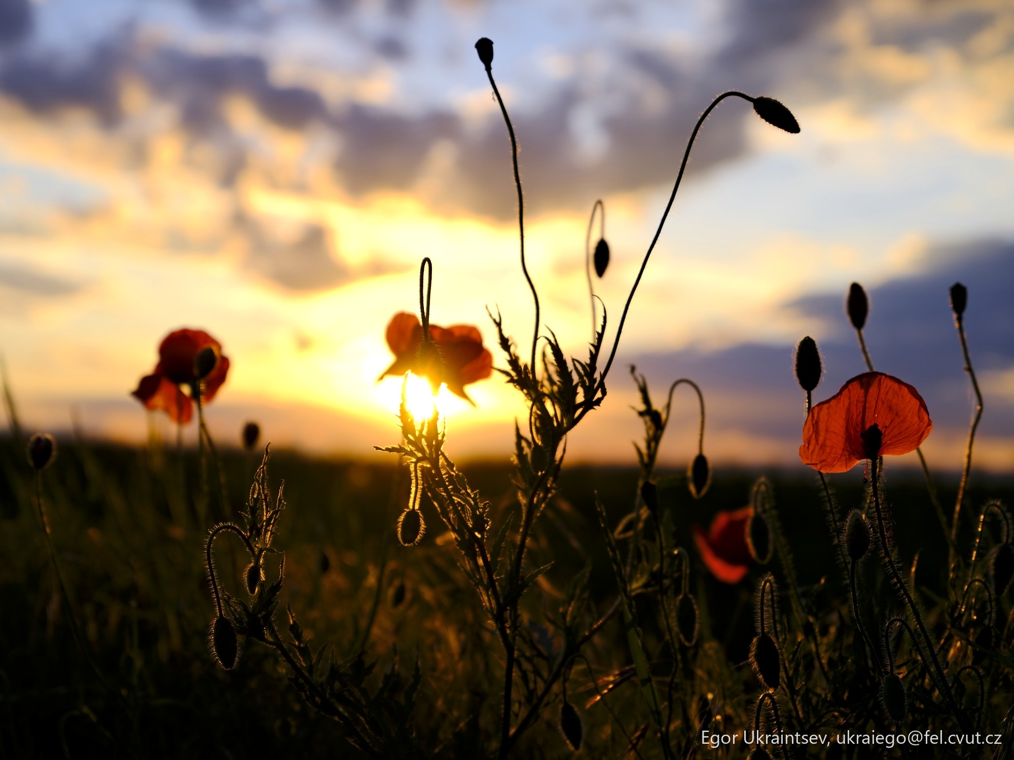 Pop flowers in a field