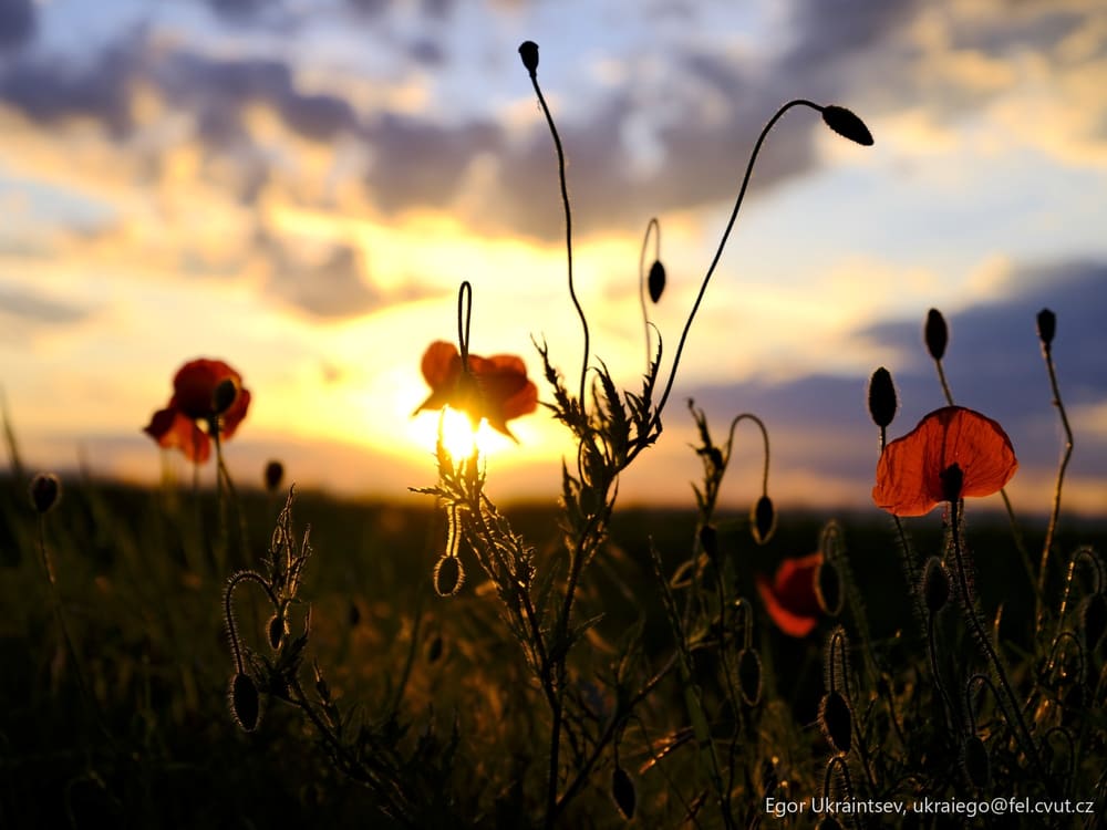 Pop flowers in a field