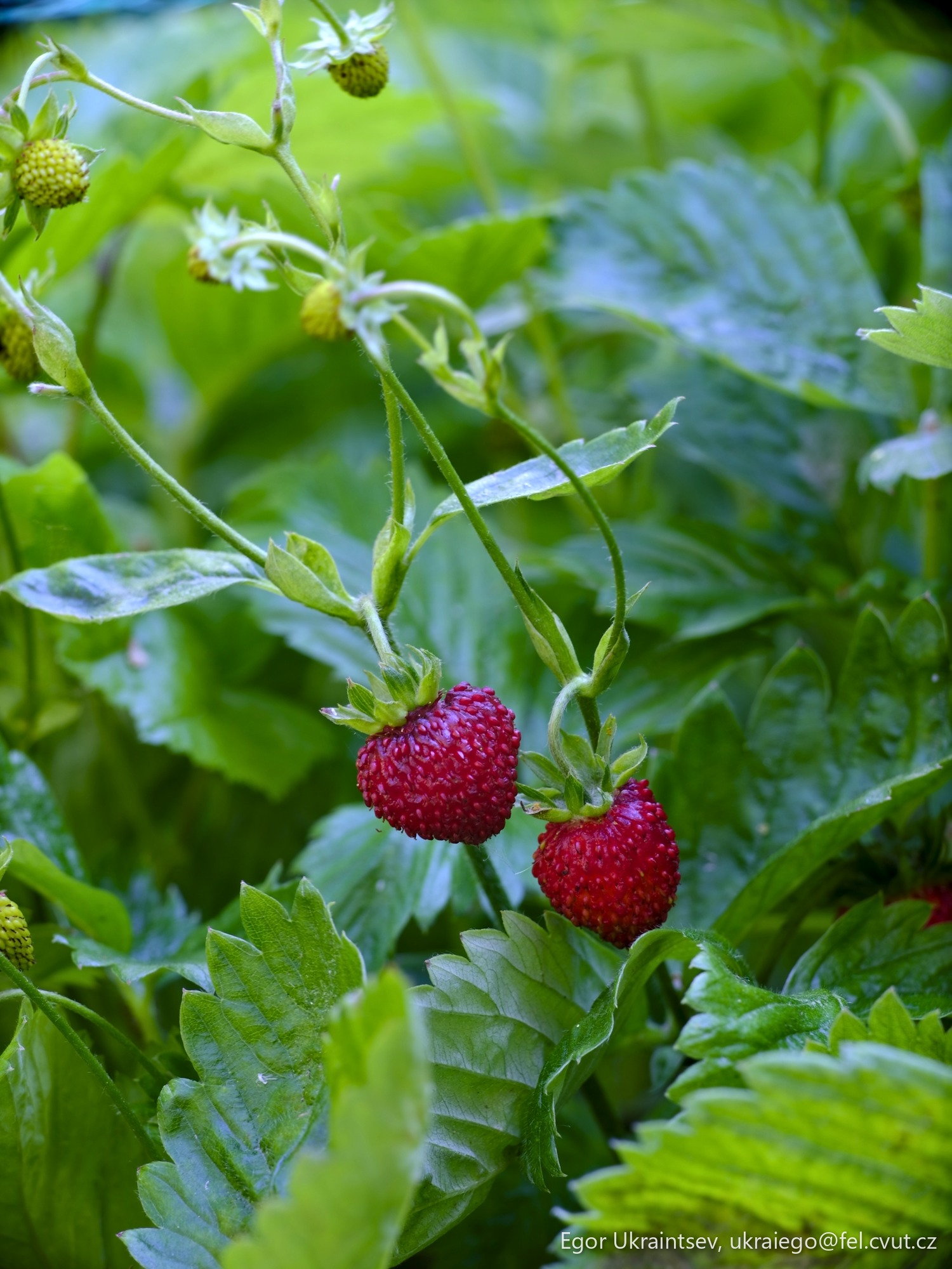 Strawberries growing in the garden
