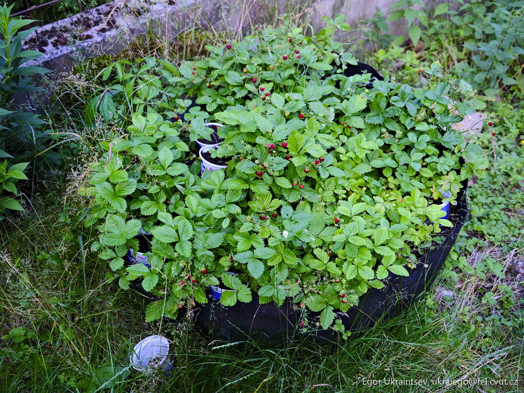 Strawberrys growing in a container