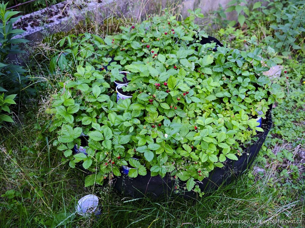 Strawberrys growing in a container