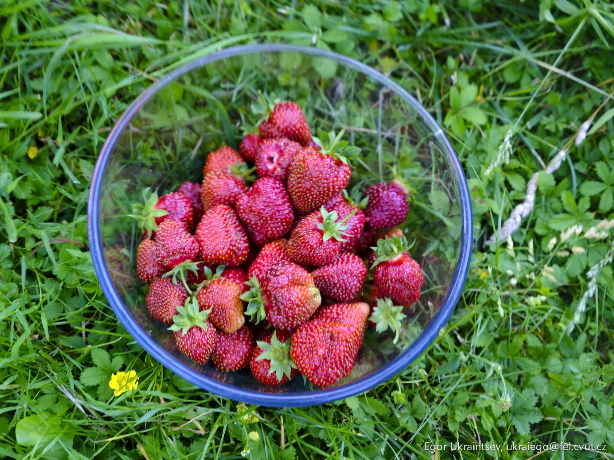 Strawberries in a bowl