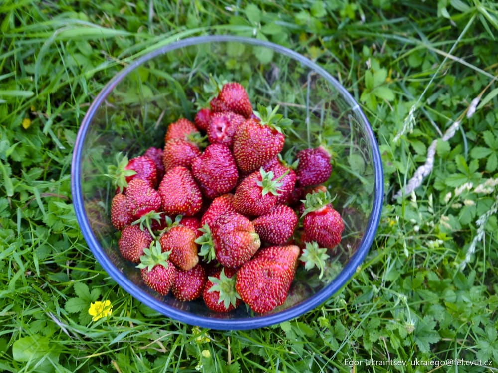 Strawberries in a bowl