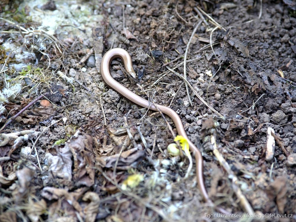 Worm on the ground