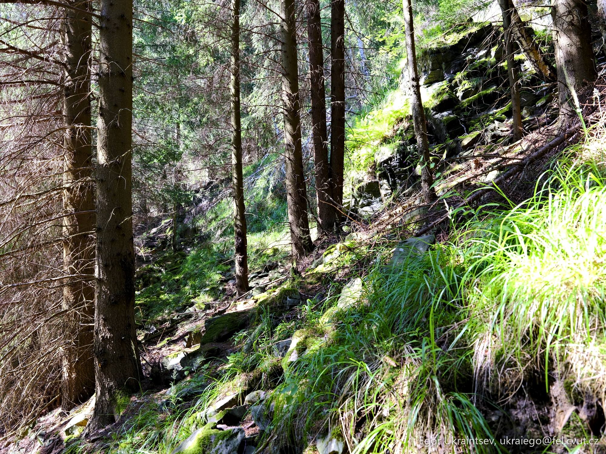 Trail in the forest